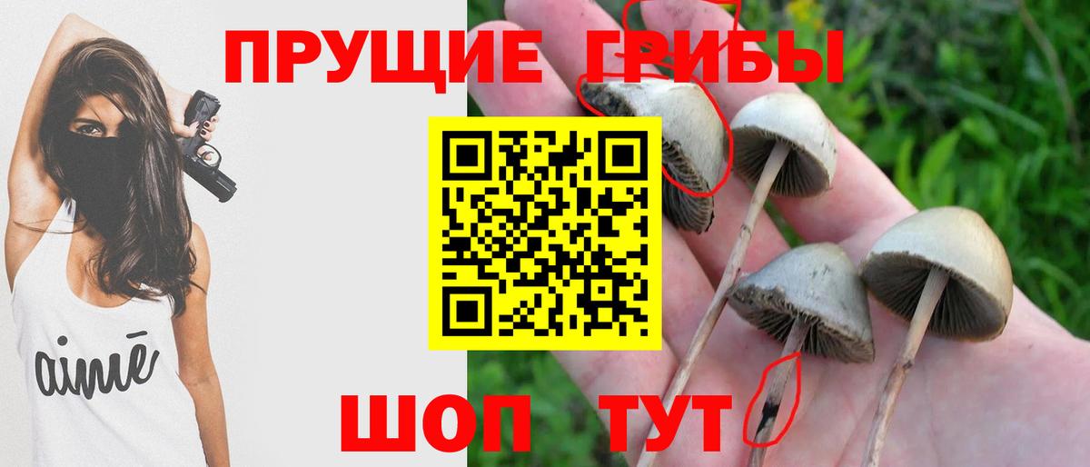 Псилоцибиновые грибы Cubensis Кудымкар